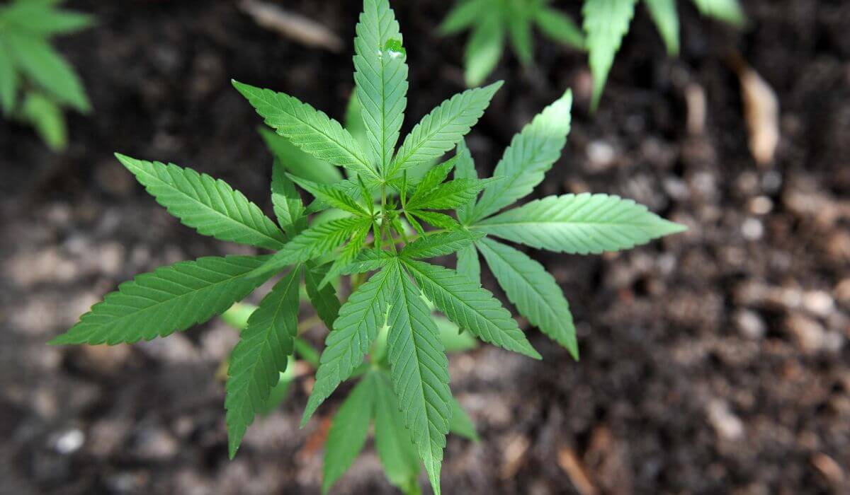 Medizinischer Cannabis-Setzling