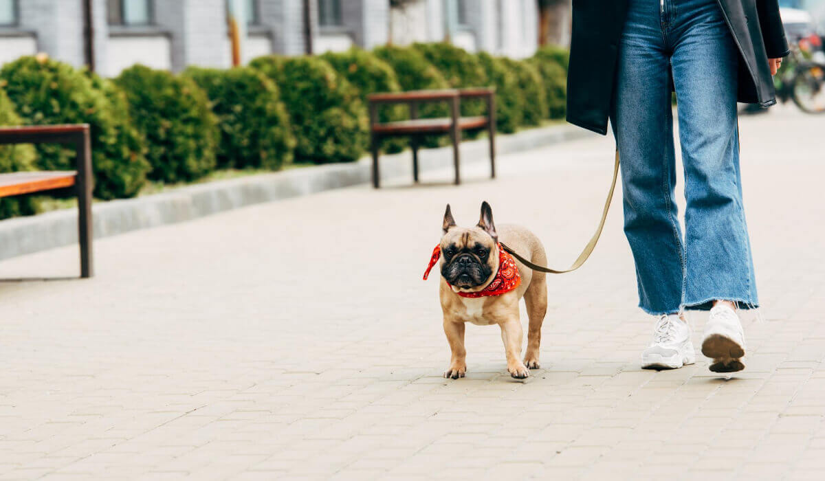 Hund auf einem Spaziergang, der aus dem Ausland mitgebracht wurde