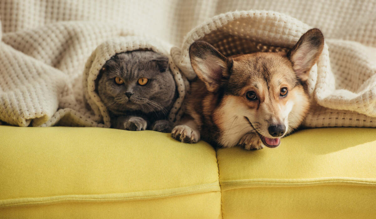 Hund und Katze, für die Heimtiersteuer zu entrichten ist