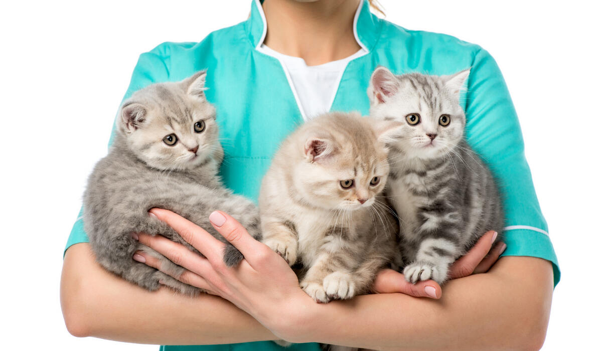 Ветеринар держит трех кошек
