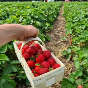 Самостійний збір полуниці