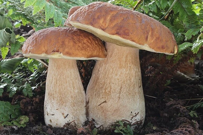 Steinpilz