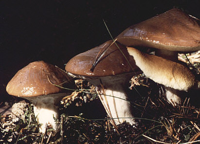 Butterpilz