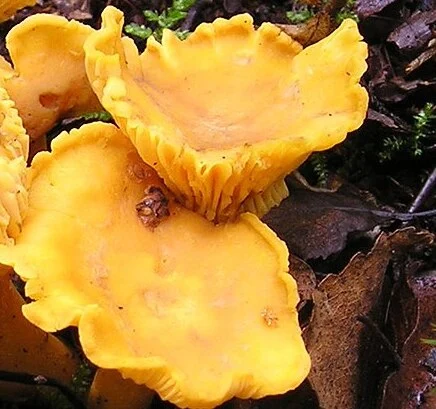 Pfifferlinge
