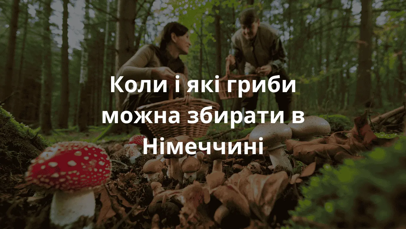 фотографія німецького лісу на початку осені. Двоє людей, вид ззаду, збирають гриби в кошики. У центрі уваги — різноманітні їстівні та отруйні гриби на лісовій підстилці, оточені мохом і опалим листям. Обличчя не видно, природне освітлення, спокійна атмосфера.